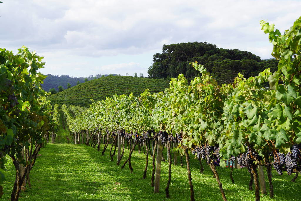 Vale-dos-Vinhedos-21-1024x682