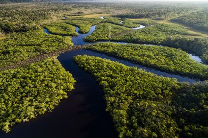 Aerial View of a Rainforest in Brazil