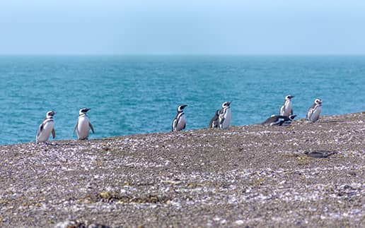 Argentina_Passeios_516x323