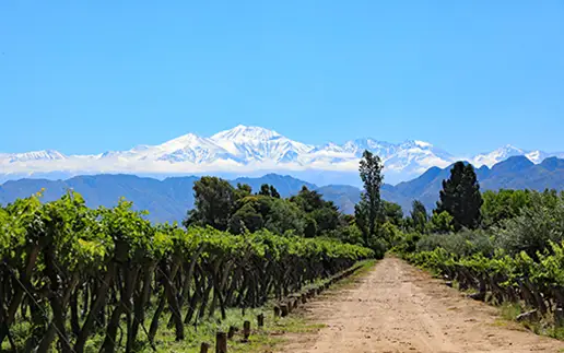 Argentina_Vinhos_516x323